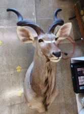 AFRICAN KUDU MOUNT.  THIS GUY IS PRETTY BIG - NEEDS HIGH CEILINGS.
$400.00